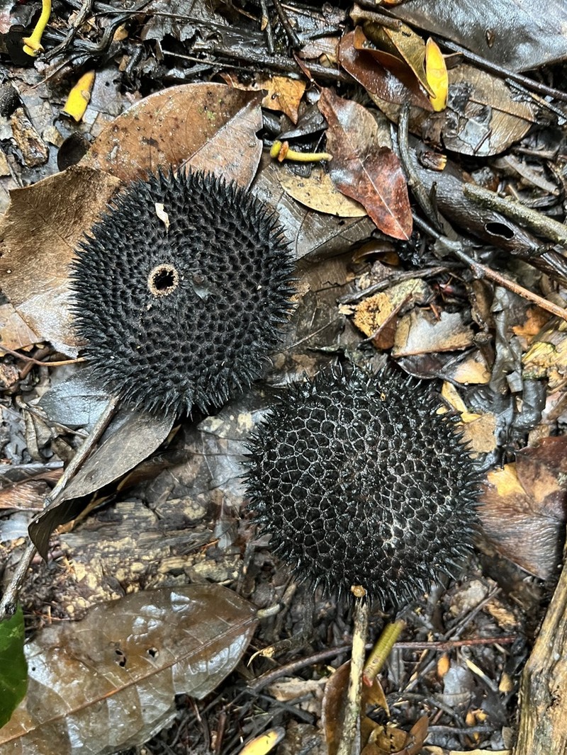 Apeiba membranacea photo 7