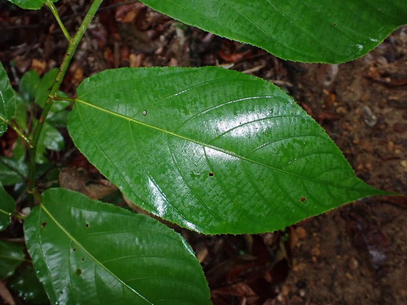 Apeiba petoumo