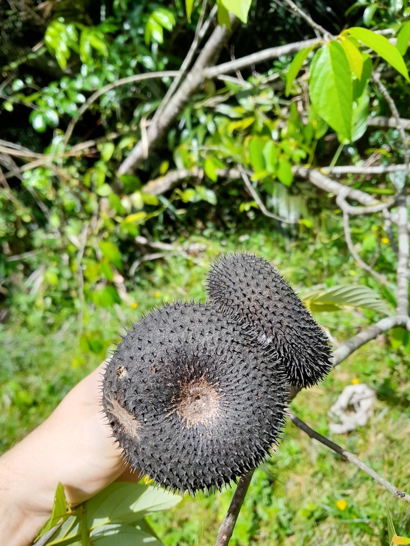 Apeiba petoumo photo 2