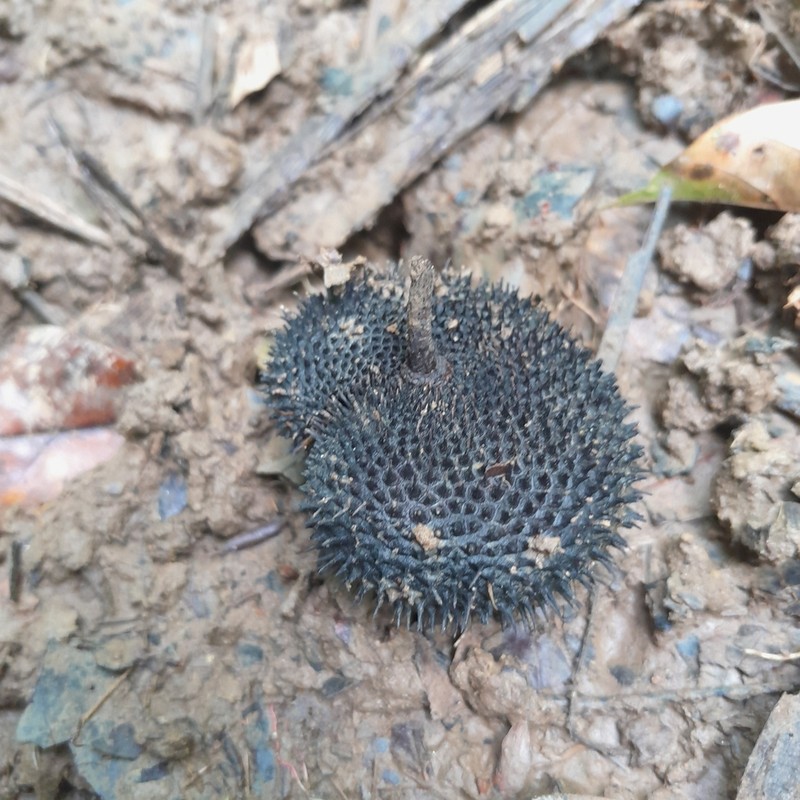 Apeiba petoumo photo 3