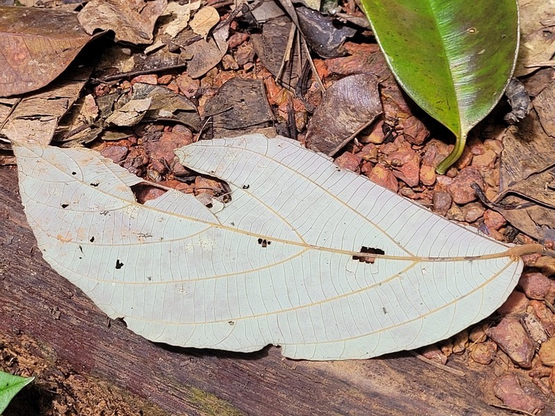 Apeiba petoumo photo 4