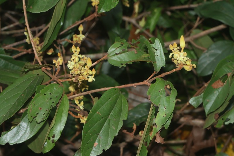Apeiba petoumo photo 5