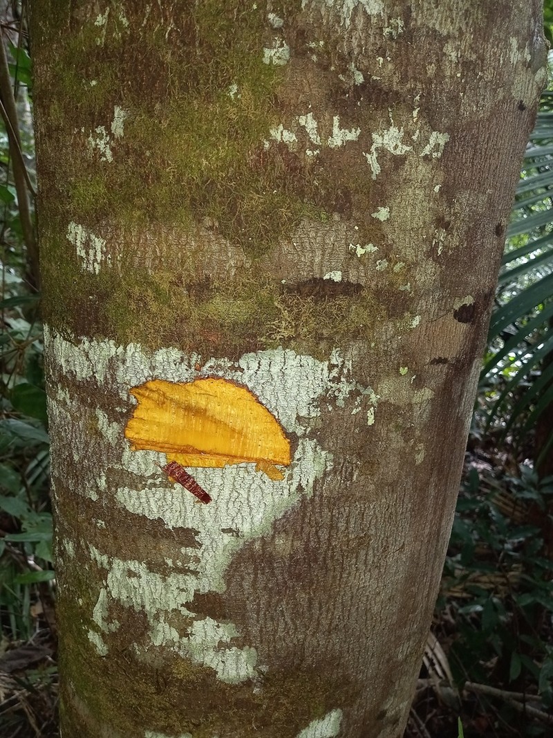 Apeiba petoumo photo 6