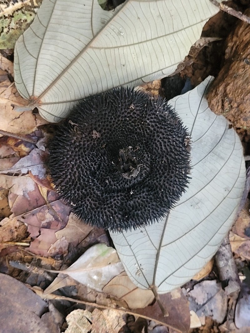 Apeiba petoumo photo 7