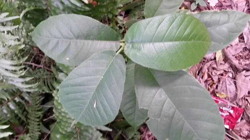 Apeiba schomburgkii