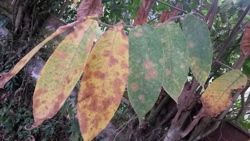 Apeiba schomburgkii photo 2