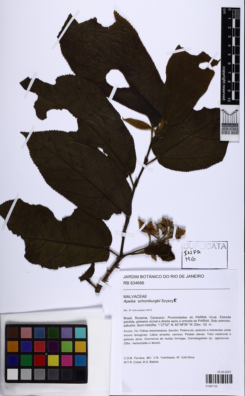 Apeiba schomburgkii photo 3