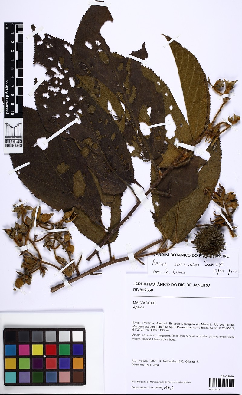 Apeiba schomburgkii photo 4