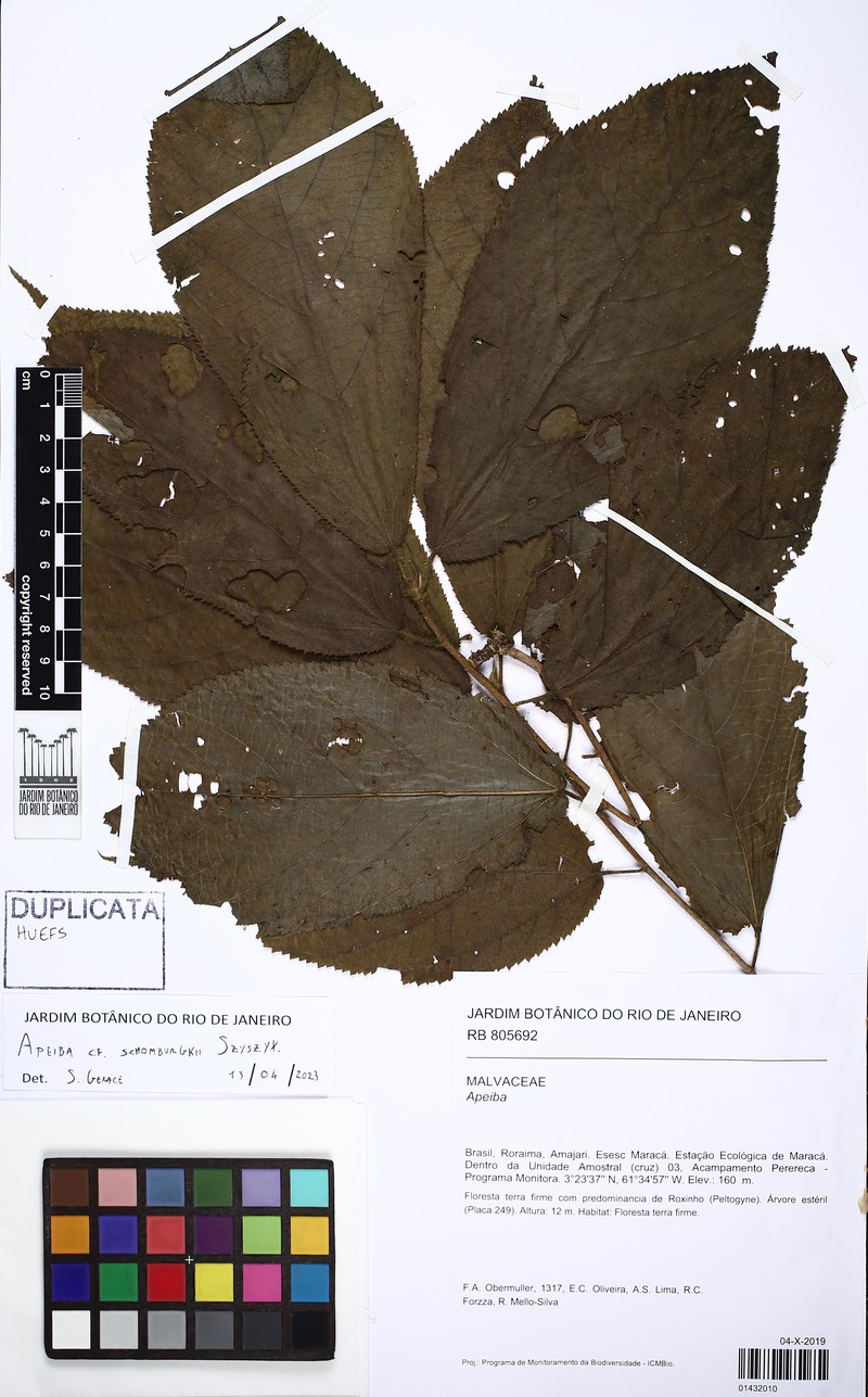 Apeiba schomburgkii photo 5
