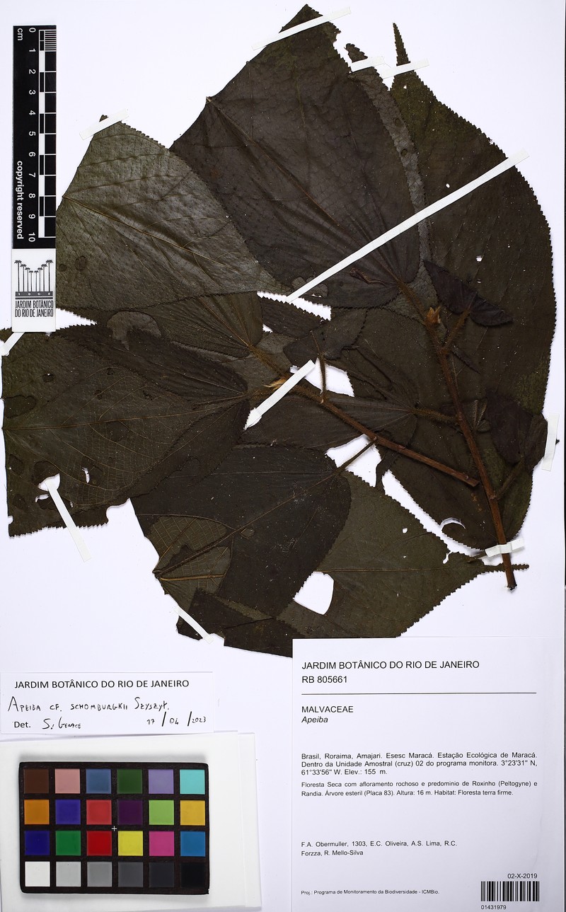 Apeiba schomburgkii photo 6