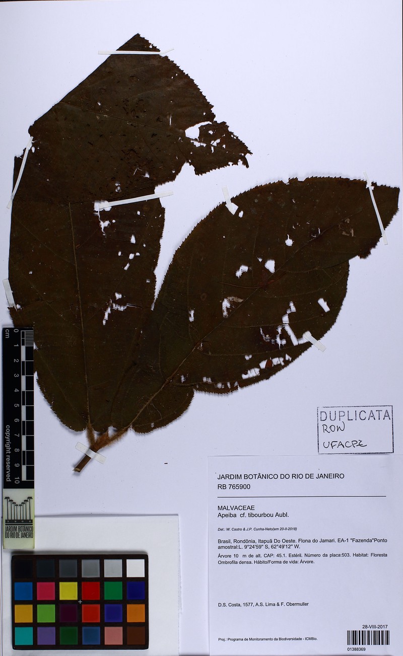 Apeiba schomburgkii photo 7