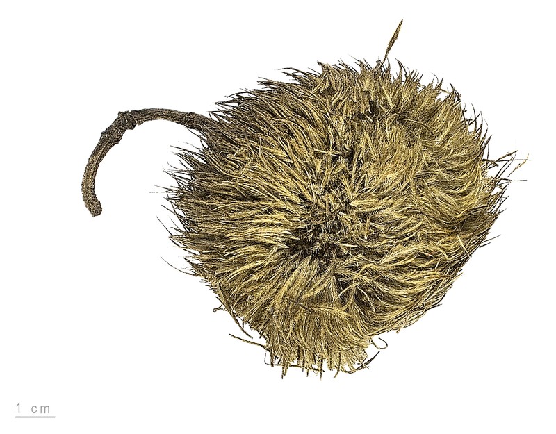 Apeiba tibourbou