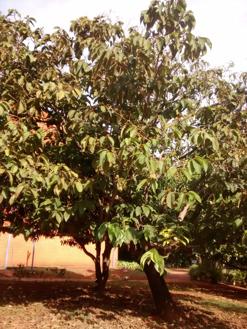 Apeiba tibourbou photo 2