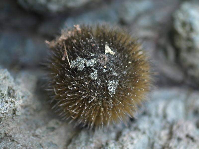 Apeiba tibourbou photo 4