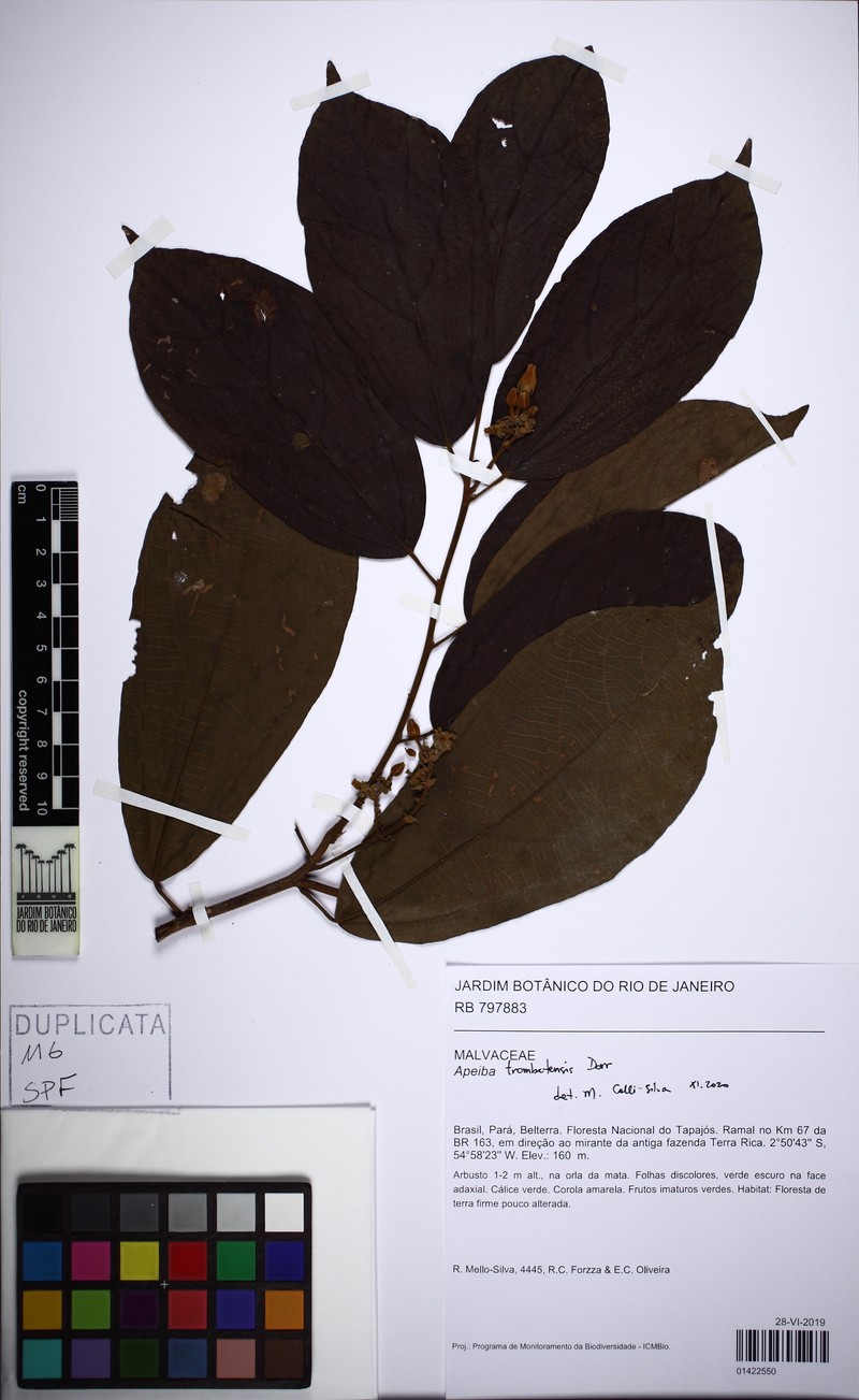 Apeiba trombetensis
