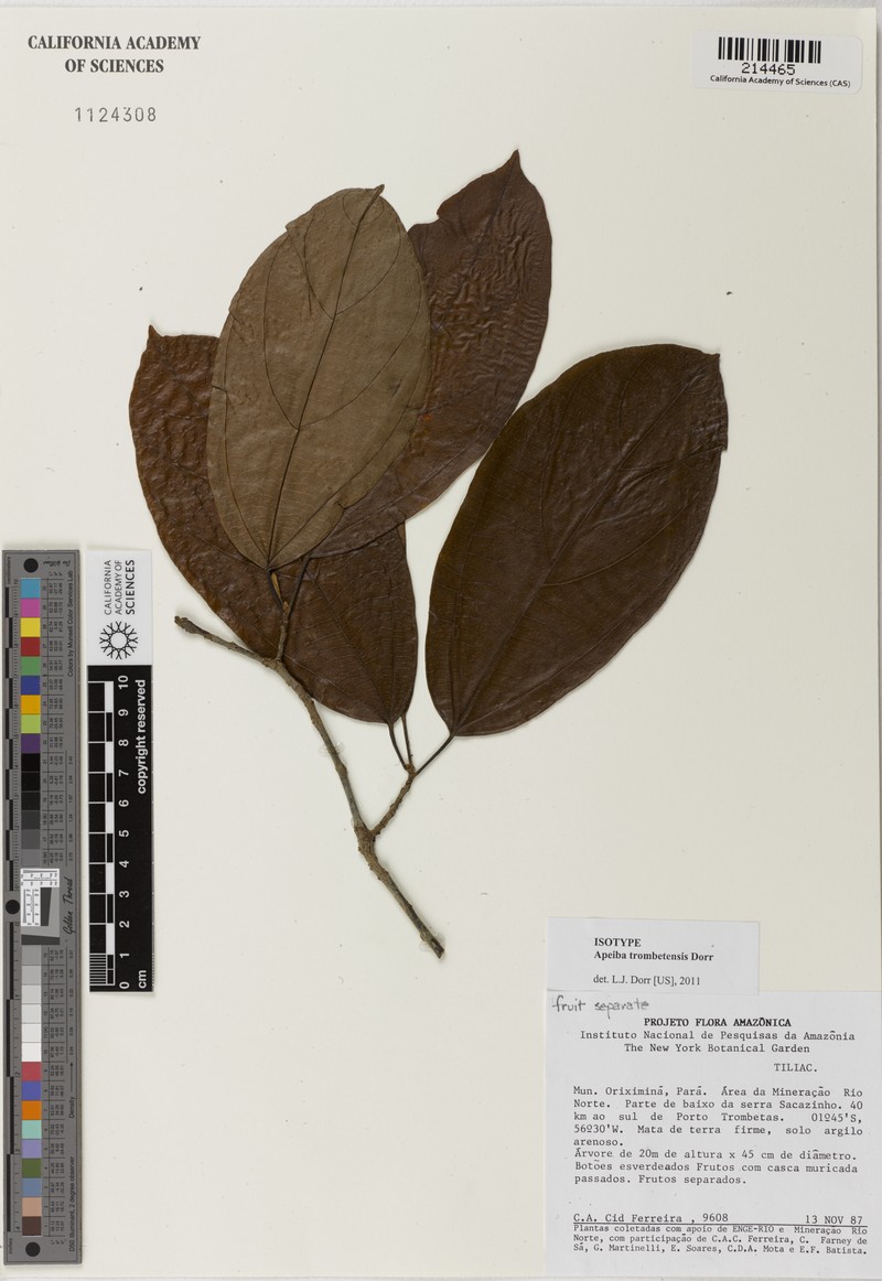 Apeiba trombetensis photo 2