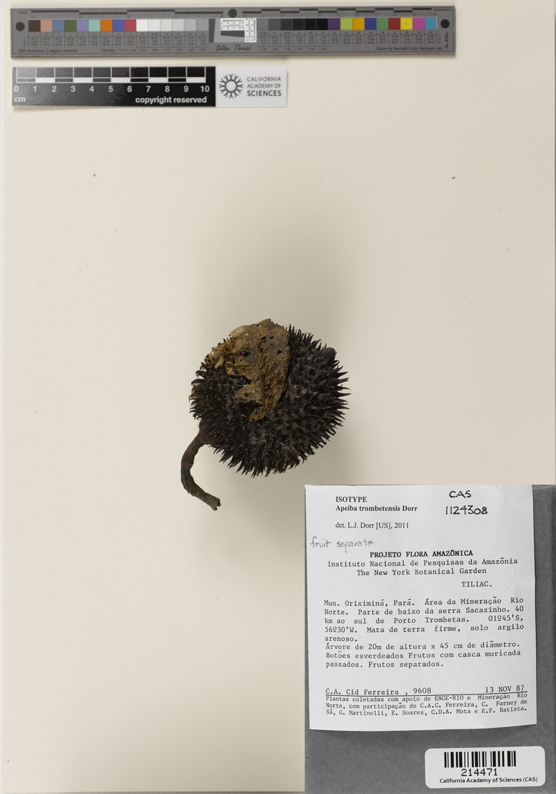 Apeiba trombetensis photo 3
