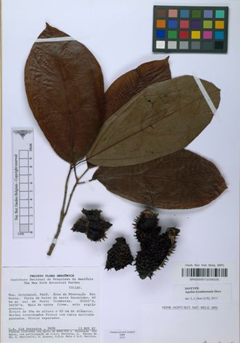 Apeiba trombetensis photo 4