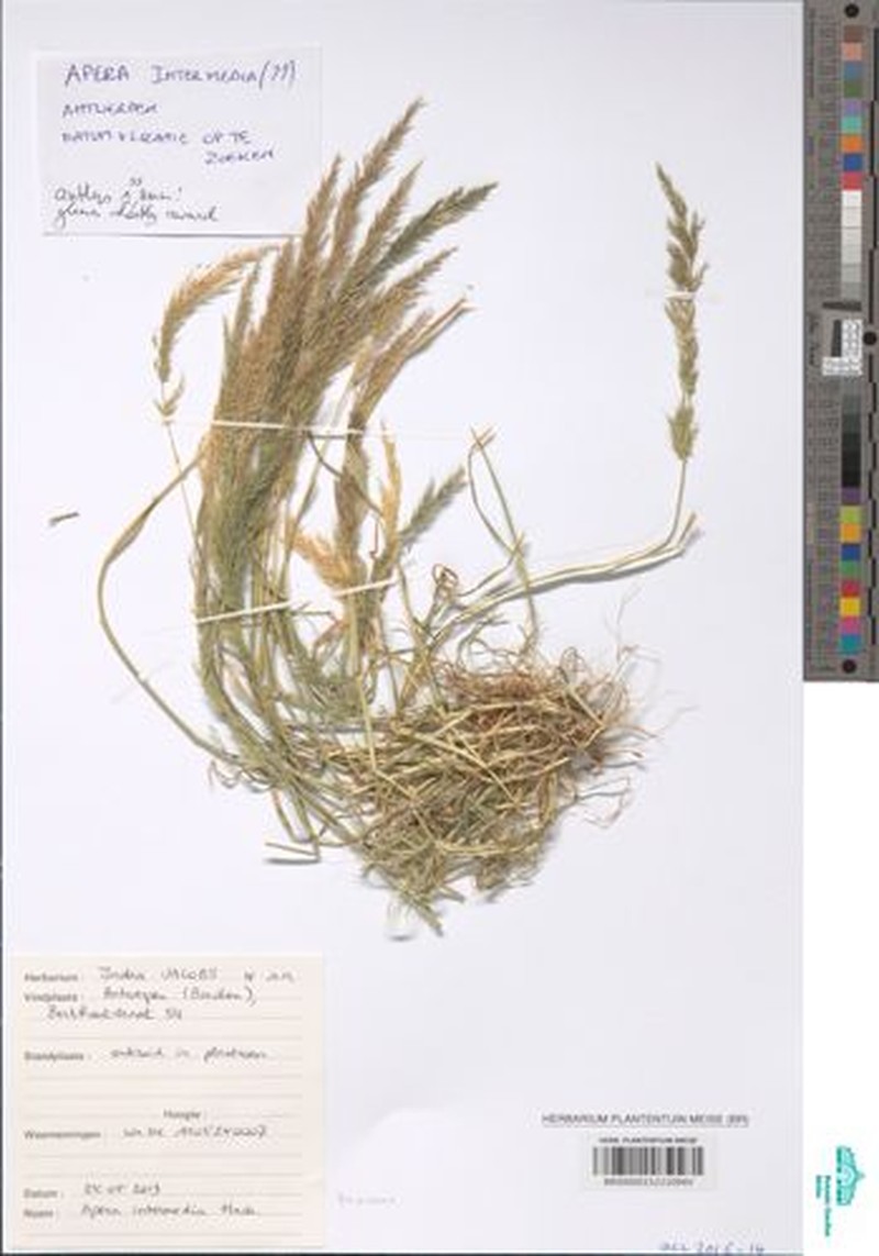 Apera intermedia