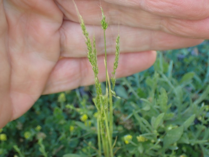 Dense Silkybent