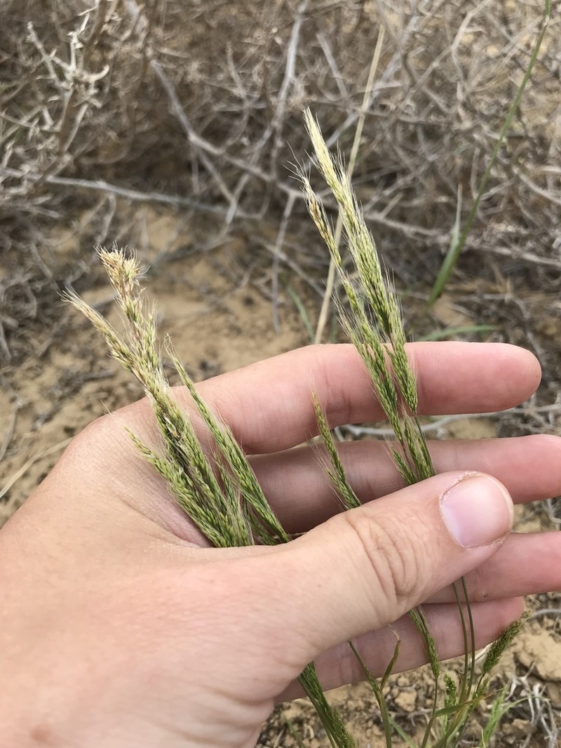 Dense Silkybent photo 2