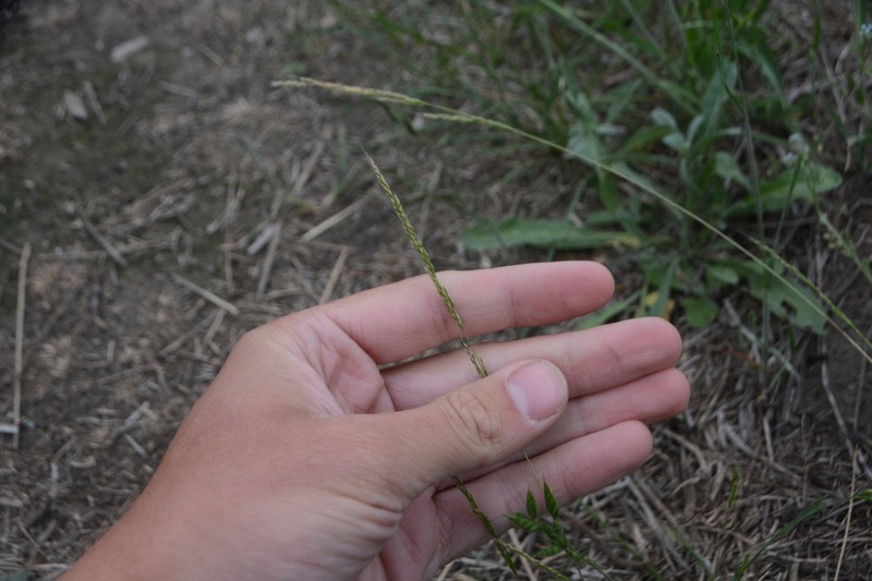 Dense Silkybent photo 3