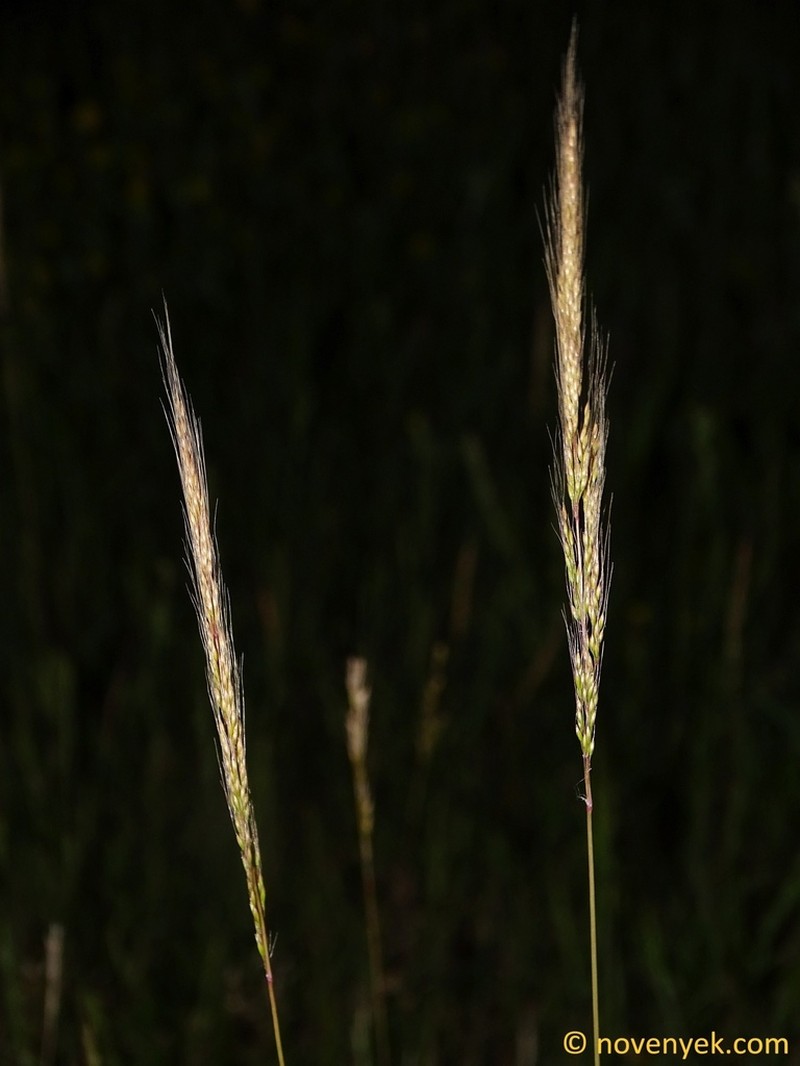 Dense Silkybent photo 4