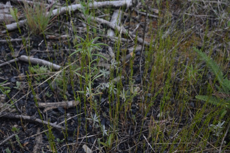 Dense Silkybent photo 5