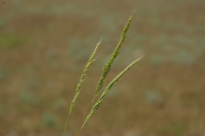 Dense Silkybent photo 6