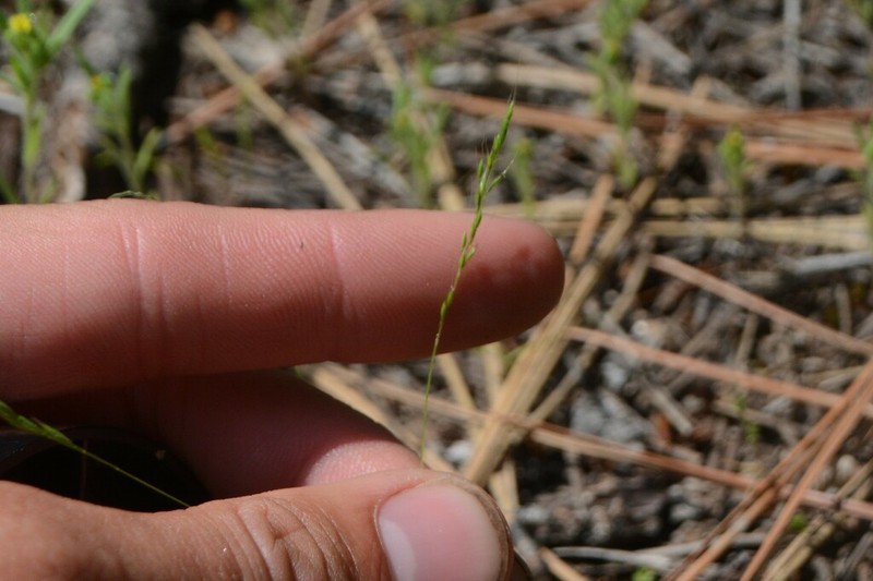 Dense Silkybent photo 8