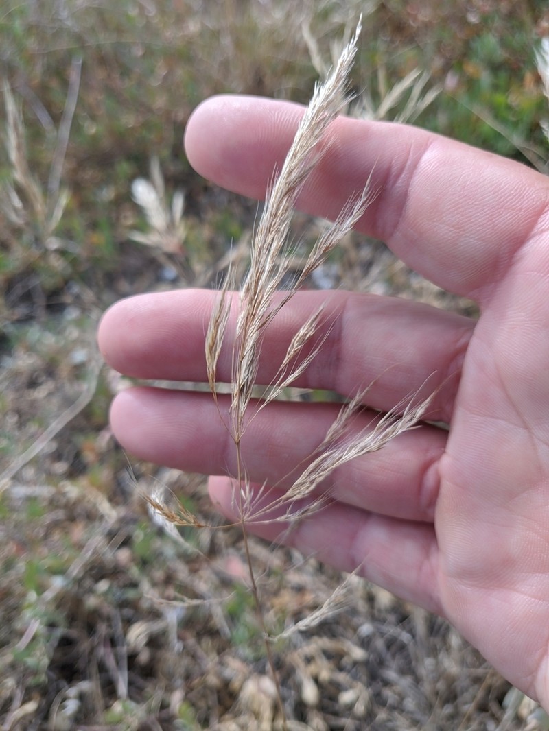 Loose Silkybent photo 3