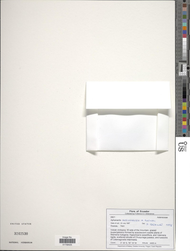 Aphanactis antisanensis photo 2