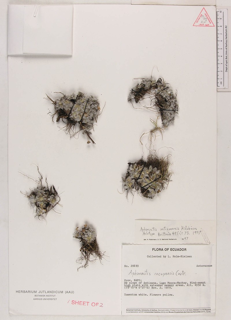 Aphanactis antisanensis