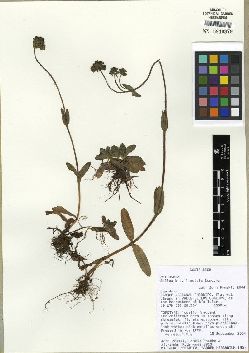 Aphanactis breviligulata