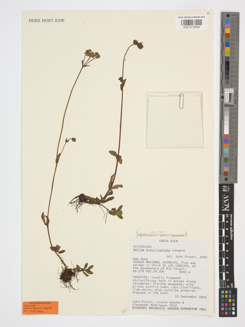 Aphanactis breviligulata photo 2