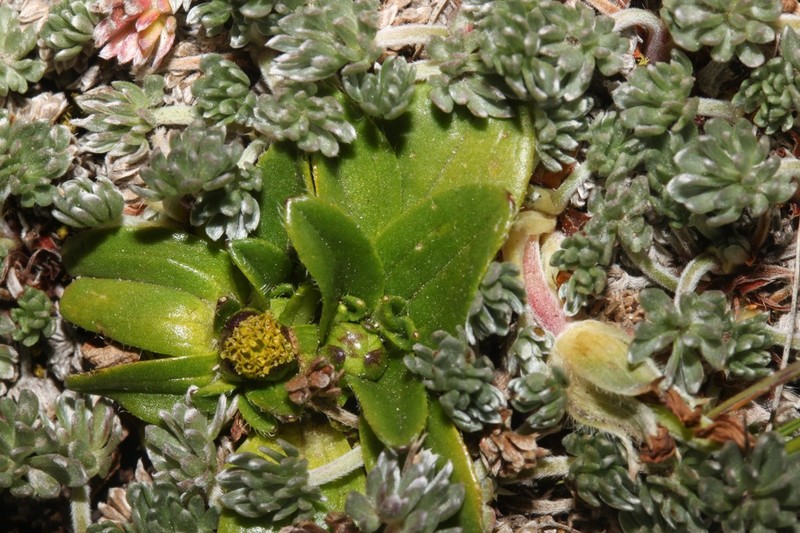 Aphanactis jamesoniana