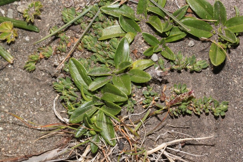 Aphanactis jamesoniana photo 2