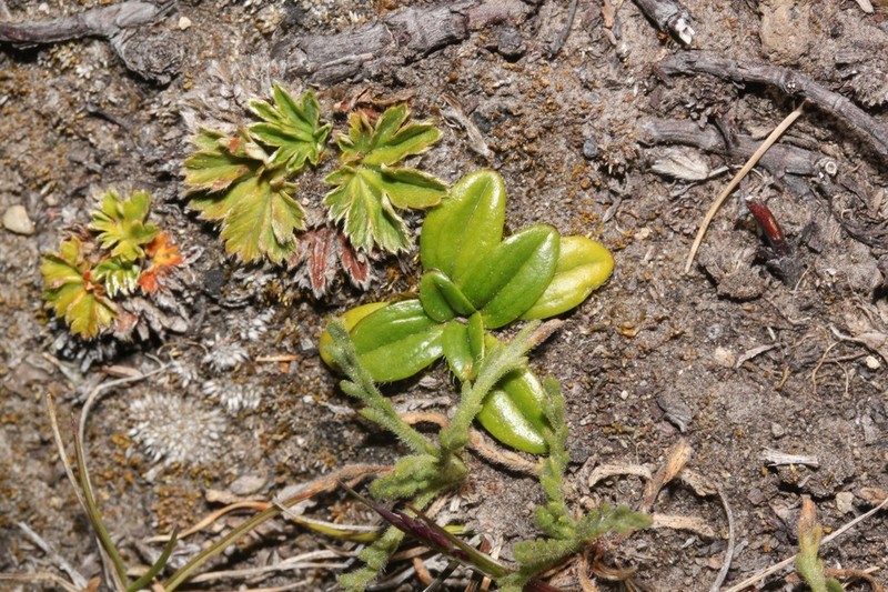 Aphanactis jamesoniana photo 3