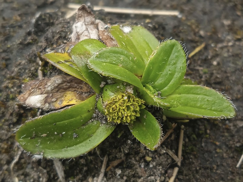 Aphanactis jamesoniana photo 4
