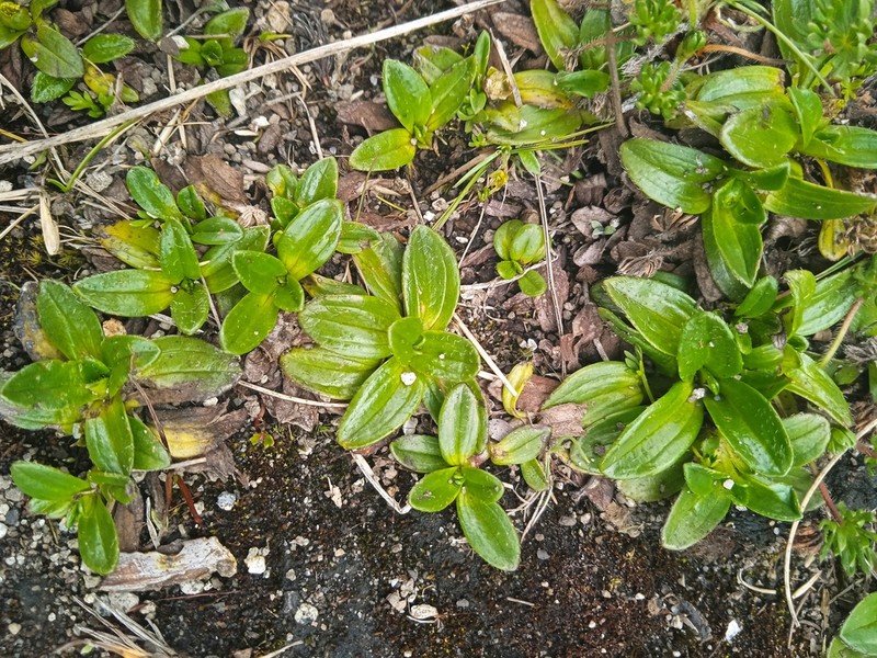 Aphanactis jamesoniana photo 5