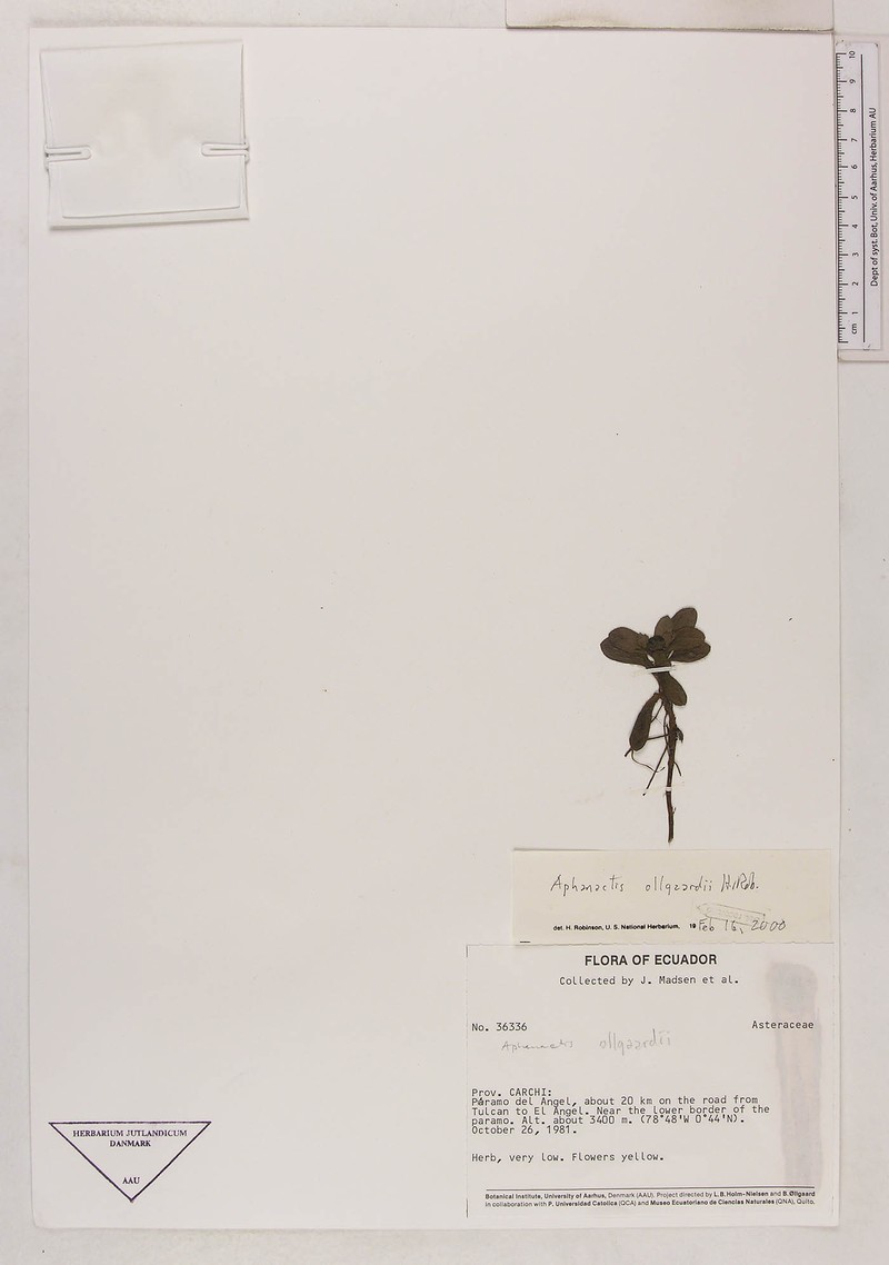 Aphanactis ollgaardii