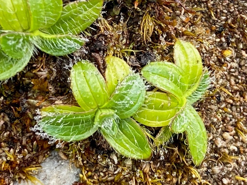 Aphanactis piloselloides photo 2