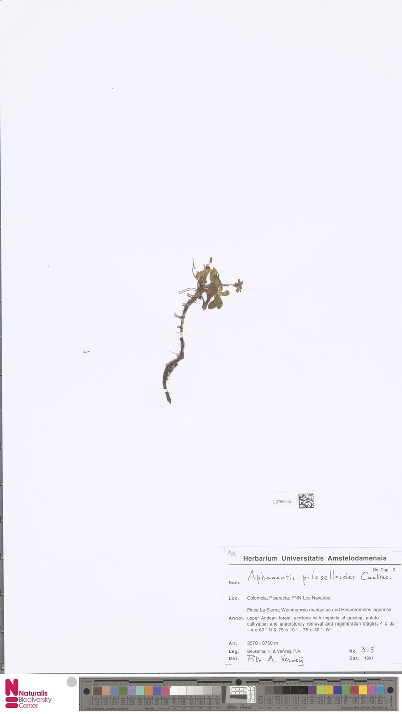 Aphanactis piloselloides