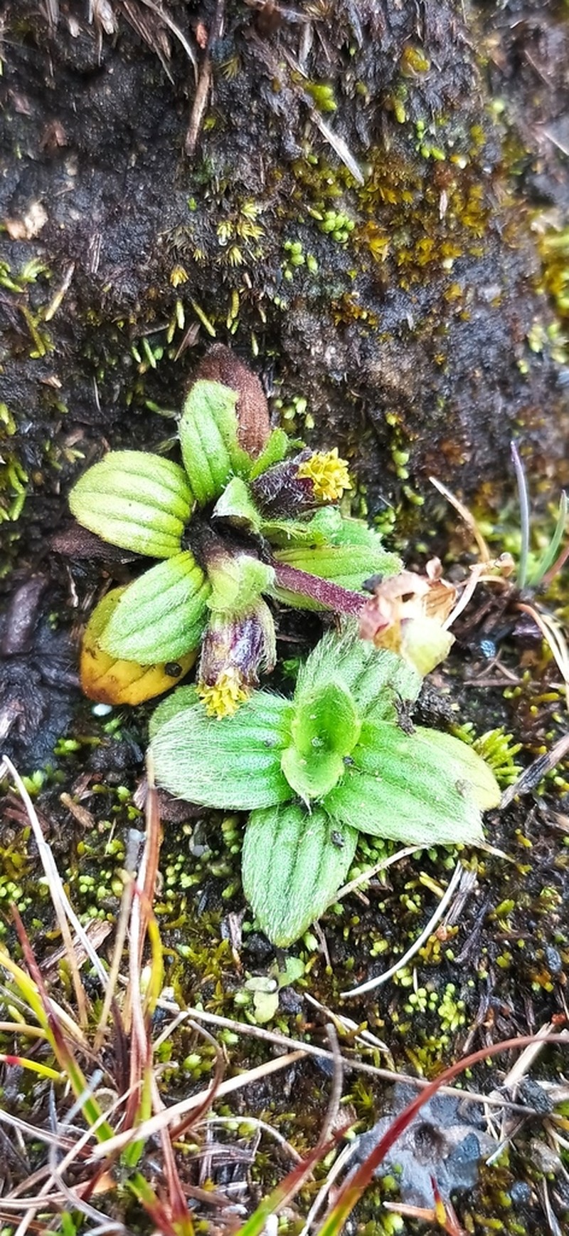 Aphanactis villosa photo 2