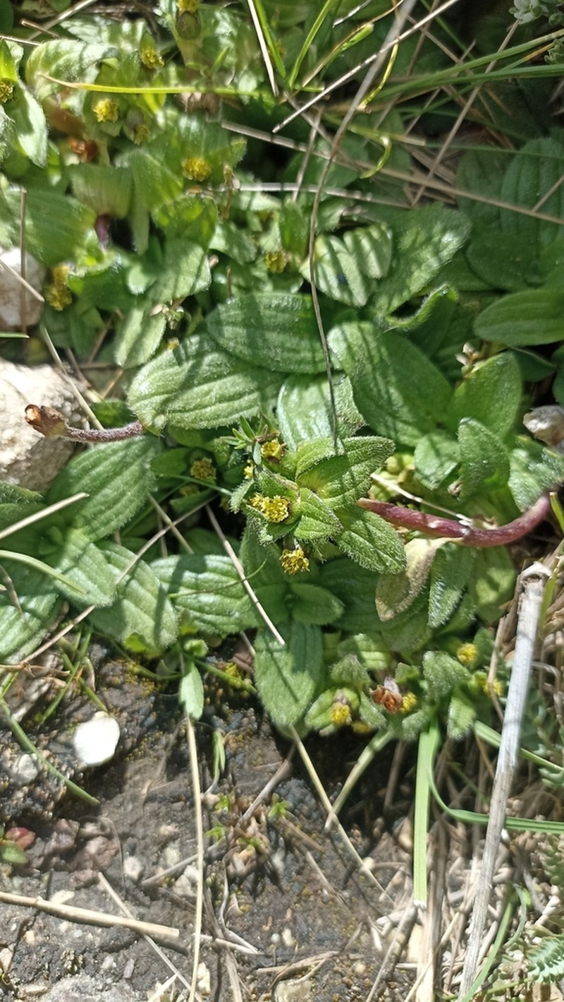 Aphanactis villosa photo 3