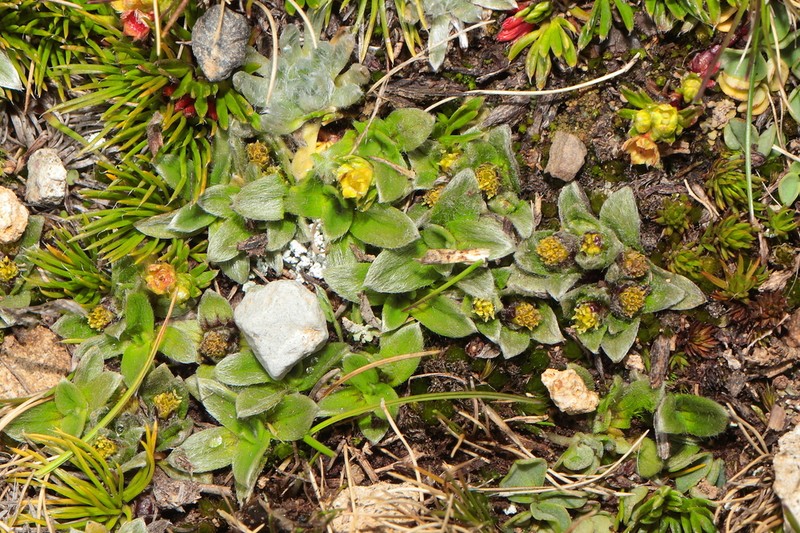 Aphanactis villosa photo 6
