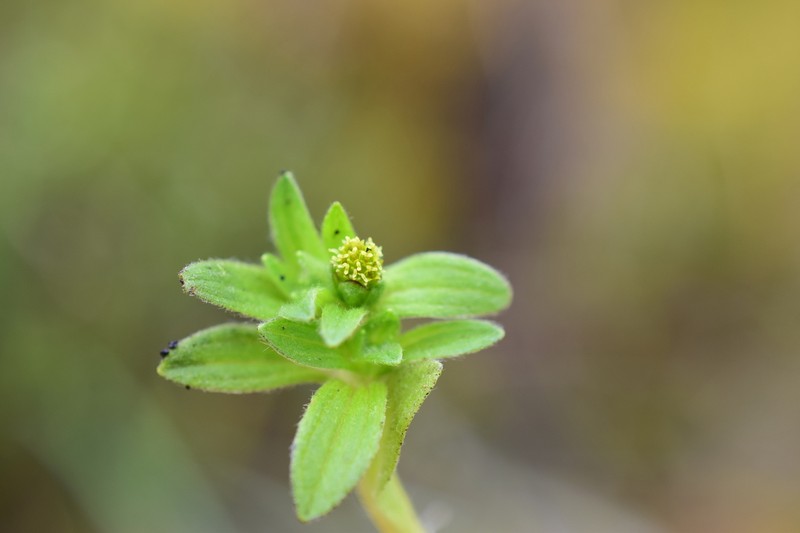 Aphanactis villosa photo 7