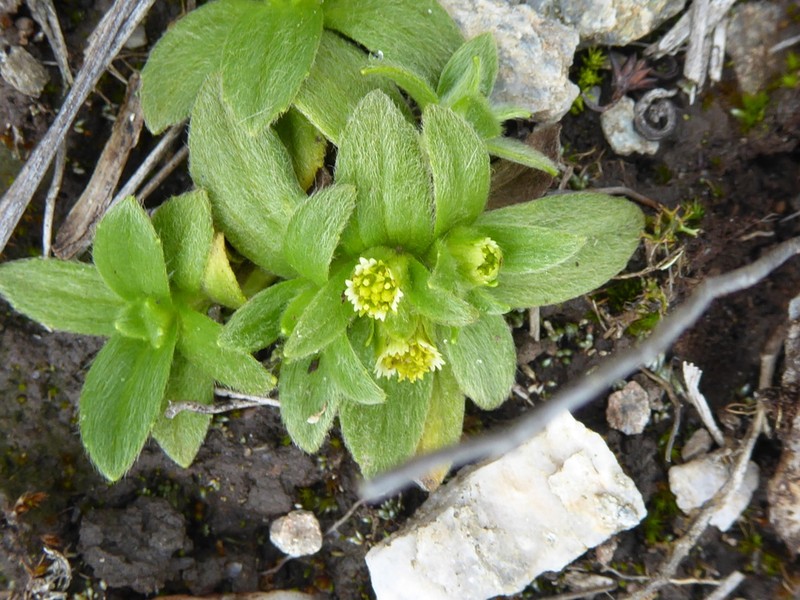Aphanactis villosa photo 8
