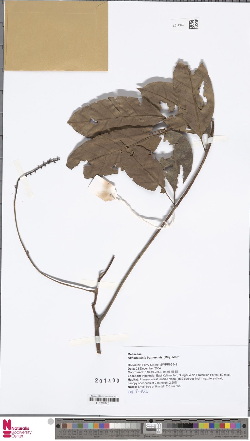 Aphanamixis borneensis photo 2