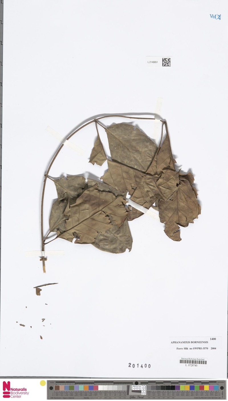 Aphanamixis borneensis photo 3